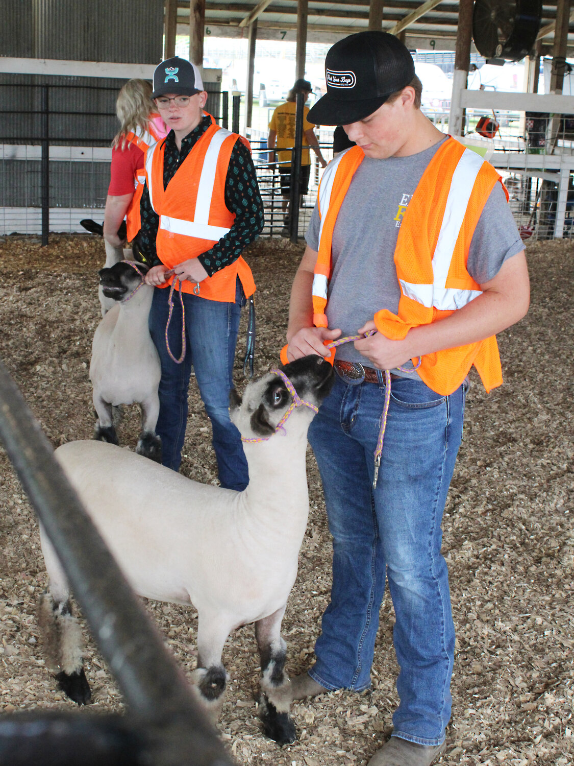 Miller County Fair youth livestock judging The Advertiser